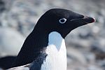 Adelie Pinguin - Antarktis