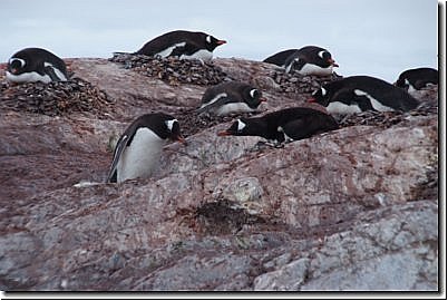 antarktis2007bild025.jpg