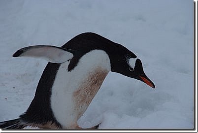 antarktis2007bild027.jpg