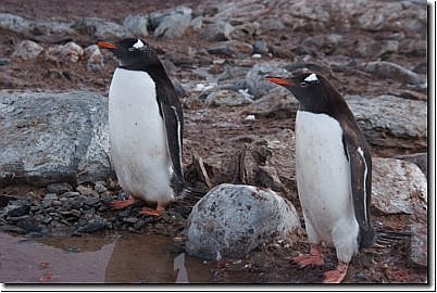 antarktis2007bild032.jpg