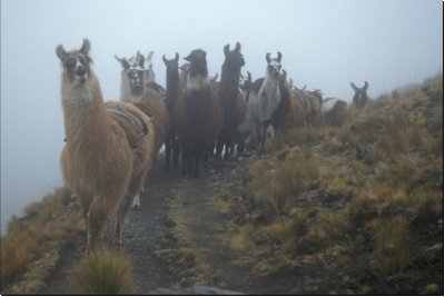 bolivien1998bild019.jpg