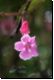 costarica2010bild029.jpg