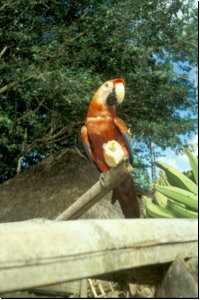 ecuador1988bild019.jpg