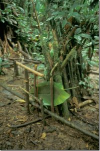 ecuador1988bild021.jpg