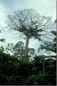 ecuador1988bild022.jpg
