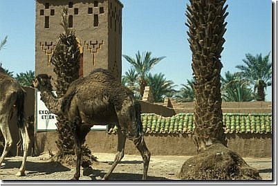 marokko2006bild008.jpg