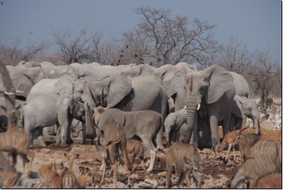 etosha2008bild011.jpg