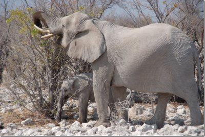 etosha2008bild016.jpg