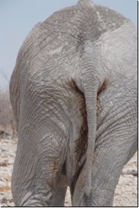 etosha2008bild028.jpg