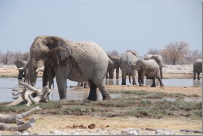 etosha2008bild036.jpg