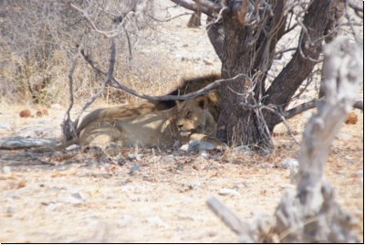 etosha2008bild037.jpg