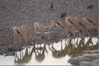 etosha2008bild040.jpg