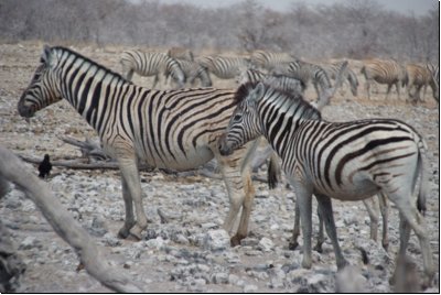 etosha2008bild048.jpg