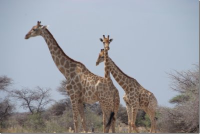 etosha2008bild083.jpg