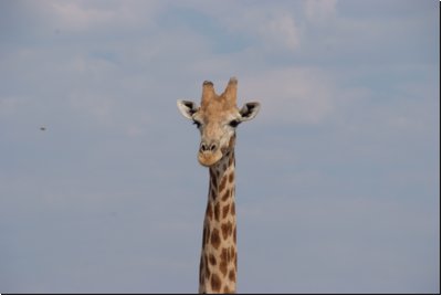 etosha2008bild088.jpg