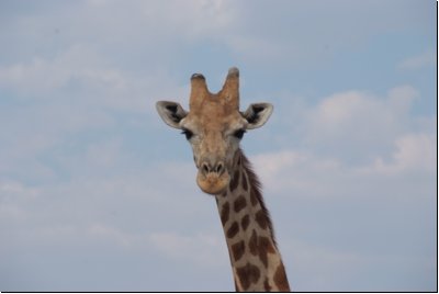 etosha2008bild089.jpg