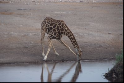 etosha2008bild090.jpg