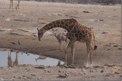 etosha2008bild094.jpg