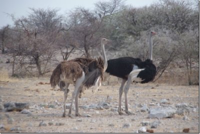 etosha2008bild098.jpg
