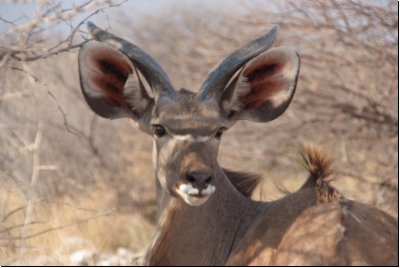 etosha2008bild099.jpg