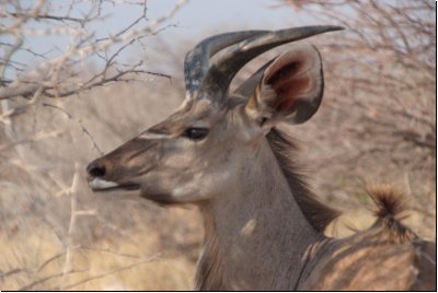 etosha2008bild100.jpg