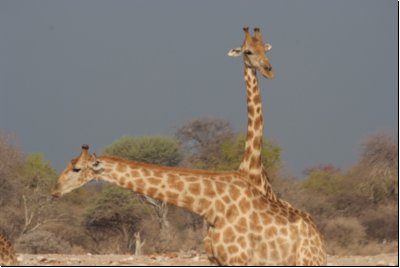 etosha2008bild107.jpg