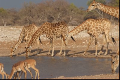 etosha2008bild110.jpg