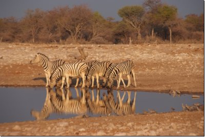 etosha2008bild118.jpg