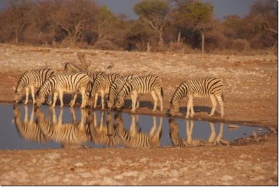 etosha2008bild119.jpg