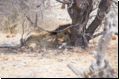 etosha2008bild037.jpg