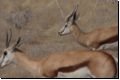 etosha2008bild045.jpg