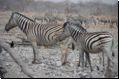etosha2008bild048.jpg