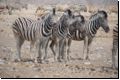 etosha2008bild052.jpg