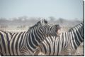 etosha2008bild055.jpg