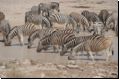 etosha2008bild059.jpg