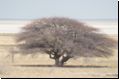 etosha2008bild060.jpg