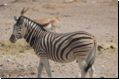 etosha2008bild062.jpg