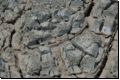 etosha2008bild070.jpg
