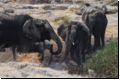 etosha2008bild073.jpg
