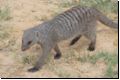 etosha2008bild085.jpg