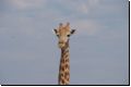 etosha2008bild088.jpg