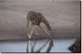 etosha2008bild090.jpg