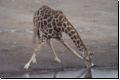 etosha2008bild091.jpg