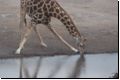 etosha2008bild092.jpg