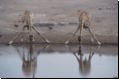 etosha2008bild093.jpg