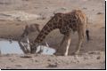 etosha2008bild095.jpg