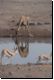 etosha2008bild097.jpg