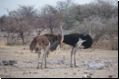 etosha2008bild098.jpg