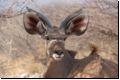 etosha2008bild099.jpg