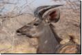 etosha2008bild100.jpg